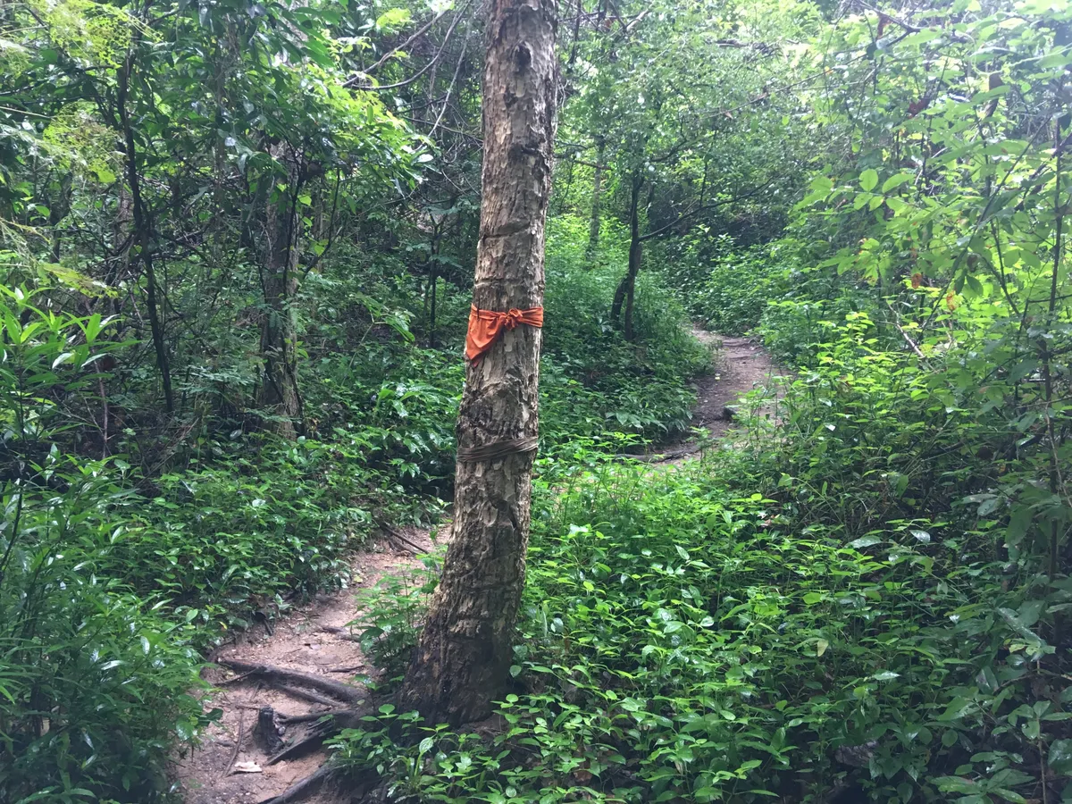 แถบผ้าจีวรสีส้มผูกต้นไม้บอกทางตลอดเส้นทาง Monk's Trail