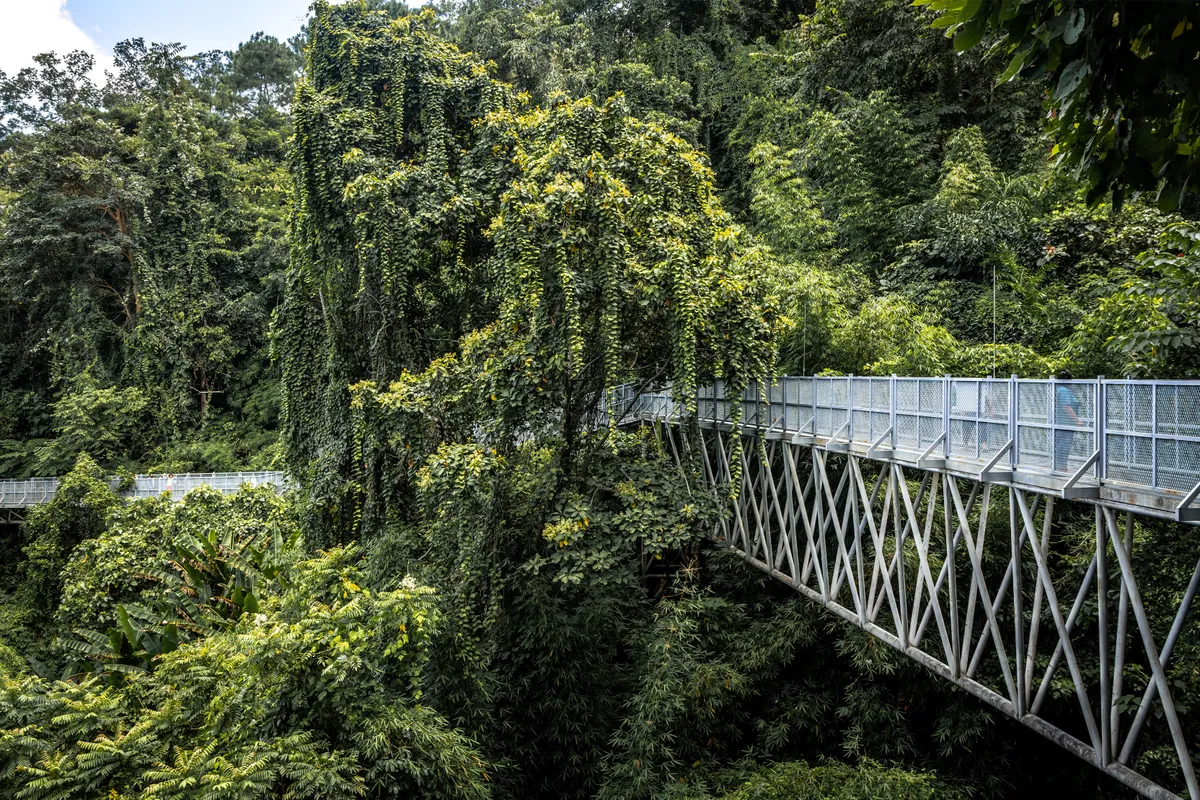 Queen Sirikit Botanic Garden (Mae Rim): Canopy Walkway Treetop Trail & Giant Glasshouse Conservatory