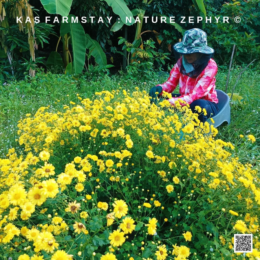 แปลงผักอินทรีย์ KAS Farmstay ลำพูน