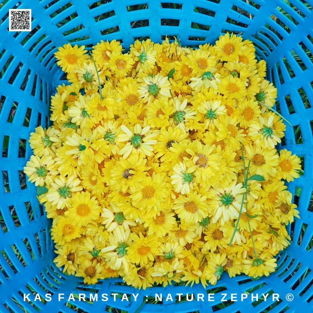 ดินอินทรีย์ปลอดสารเคมี KAS Farmstay
