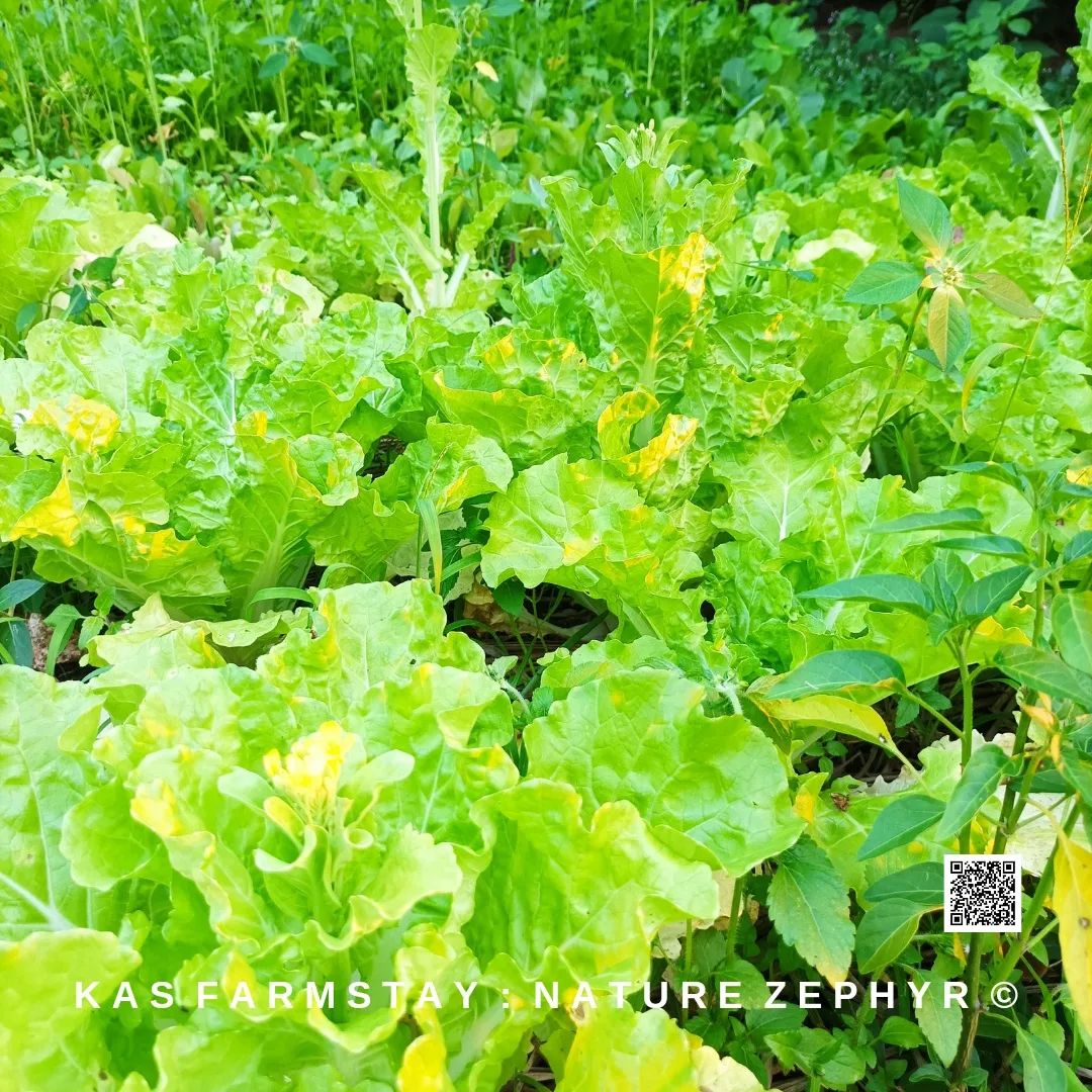 กิจกรรมทำสวนกับครอบครัว KAS Farmstay