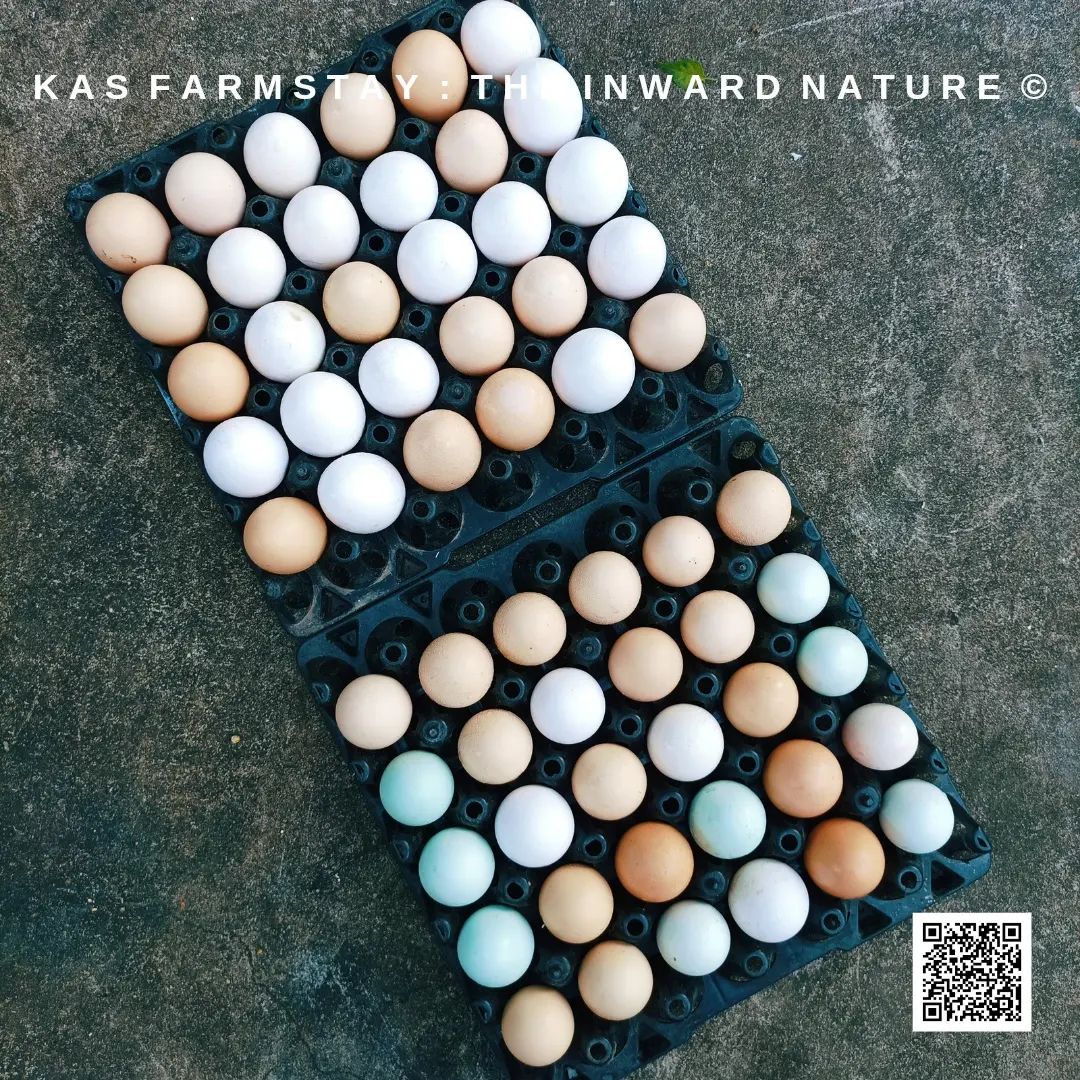สวนอินทรีย์ KAS Farmstay ลำพูน — ดูแลมากกว่า 20 ปี