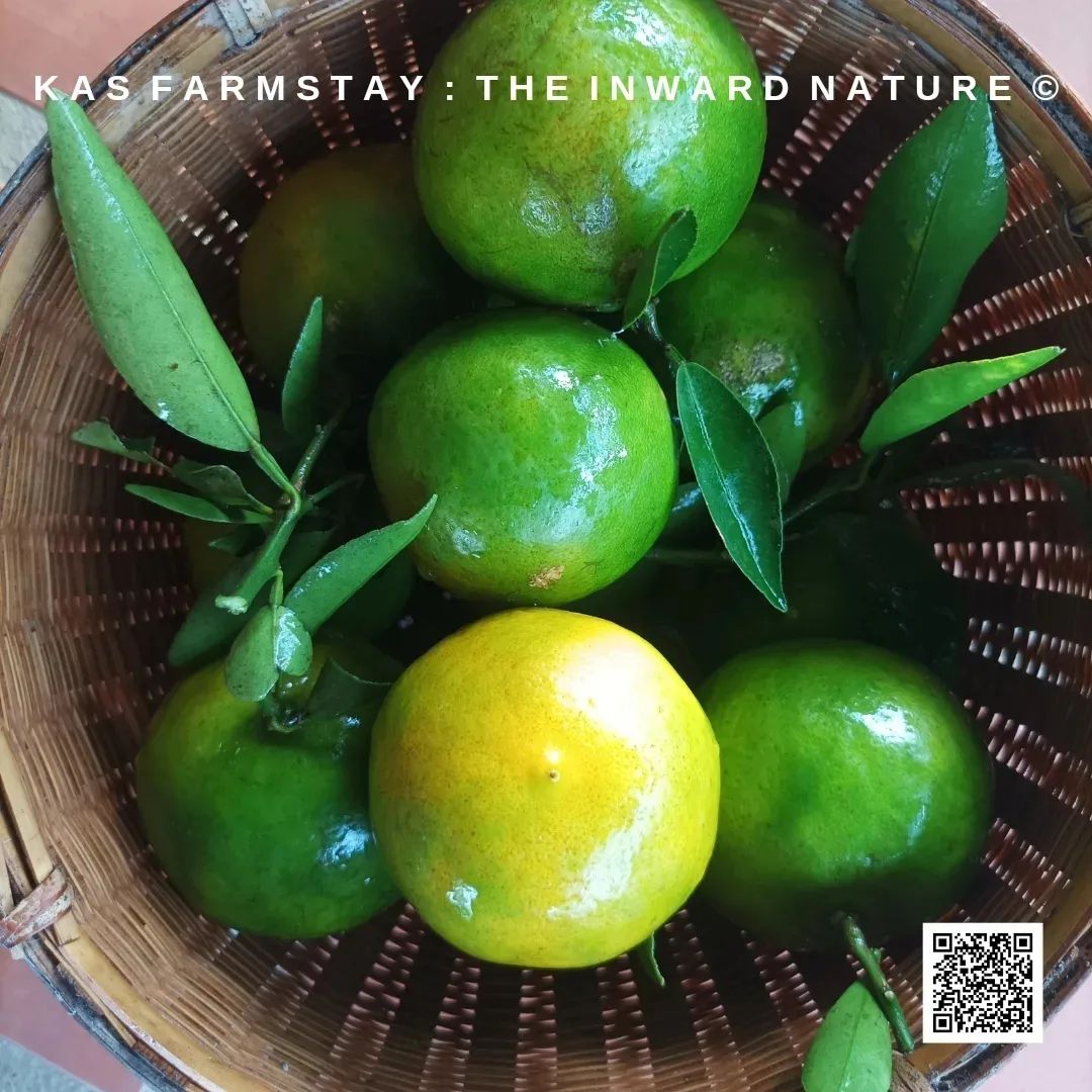 รายละเอียดพืชผักในสวนอินทรีย์ KAS Farmstay