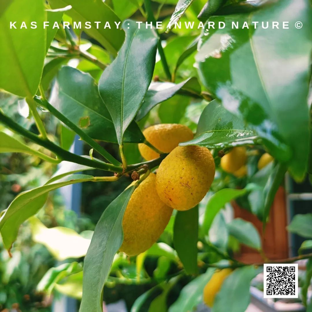 เรียนรู้การเกษตรอินทรีย์กับ KAS Farmstay